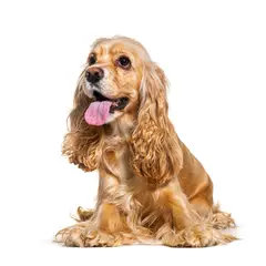 Amerikanischer Cocker Spaniel - Foto 9