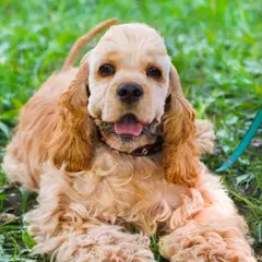 Amerikanischer Cocker Spaniel - Foto 10