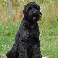 Terrier Nero Russo - Foto 5