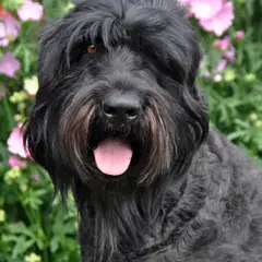 Terrier Nero Russo - Foto 6