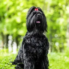 Terrier Nero Russo - Foto 7
