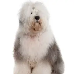 Bobtail - Foto 7