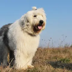 Bobtail - Foto 8
