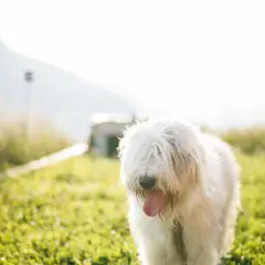 Bobtail - Foto 9