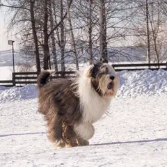 Bobtail - Foto 10