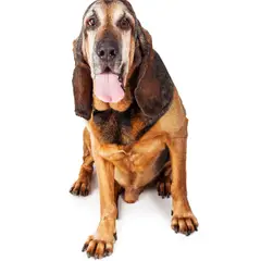 Chien de Saint-Hubert - Photo 9