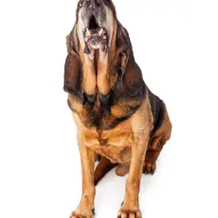 Chien de Saint-Hubert - Photo 10