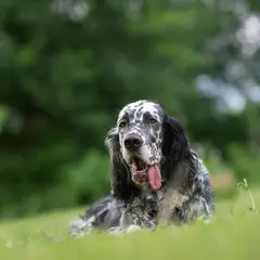 Engelse Setter - Foto 3