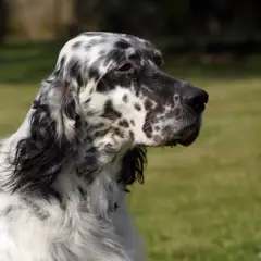 Engelse Setter - Foto 4
