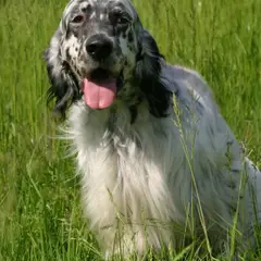 Engelse Setter - Foto 5