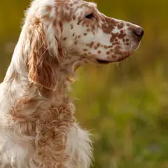 Engelse Setter - Foto 6