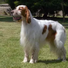 Engelse Setter - Foto 7