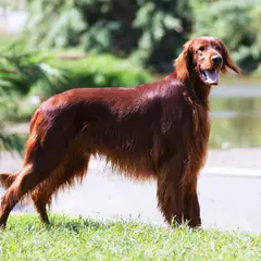 Irish Red Setter - Foto 7