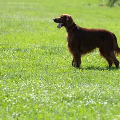 Irish Red Setter - Foto 8