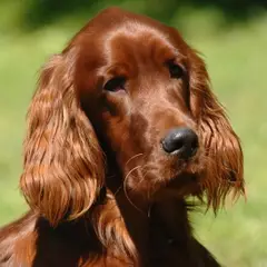 Irish Red Setter - Foto 9