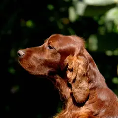 Irish Red Setter - Foto 10