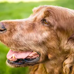Irish Red Setter - Foto 11