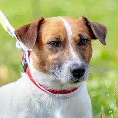 Terrier Parson Russell - Foto 6