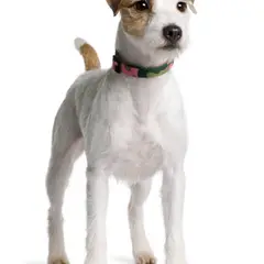 Terrier Parson Russell - Foto 7