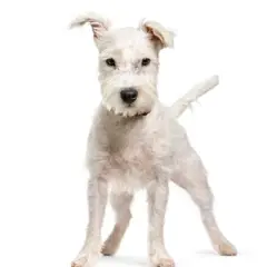 Terrier Parson Russell - Foto 9