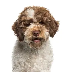 Lagotto romagnolo - Foto 6