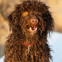 Lagotto romagnolo - Foto 7
