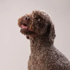 Lagotto romagnolo - Foto 8