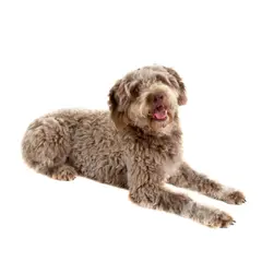 Lagotto romagnolo - Foto 9
