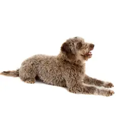 Lagotto romagnolo - Foto 10