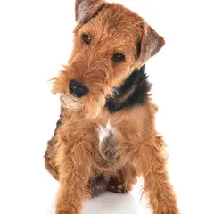 Terrier galés - Foto 6