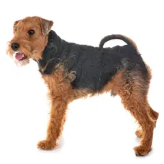Terrier galés - Foto 7