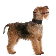 Terrier galés - Foto 8