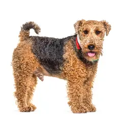 Terrier galés - Foto 9