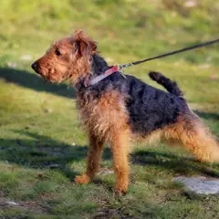 Terrier galés - Foto 10