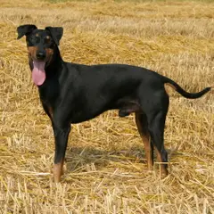 Terrier de Manchester - Foto 5
