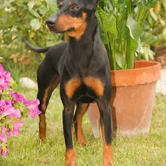 Terrier de Manchester - Foto 6