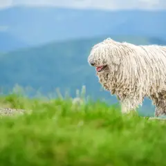 Puli - Foto 6