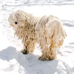 Puli - Foto 7