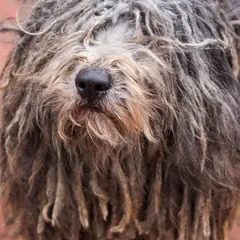 Puli - Foto 8