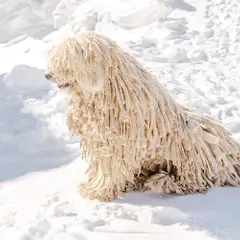 Puli - Foto 9
