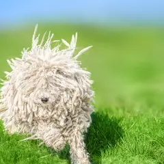 Puli - Foto 10