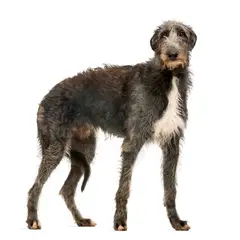 Deerhound Escocês - Foto 5