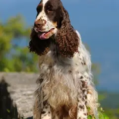 Springer spaniel galés - Foto 7