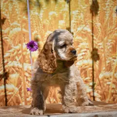 Springer spaniel galés - Foto 8