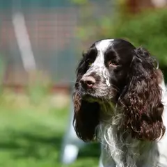 Springer spaniel galés - Foto 10