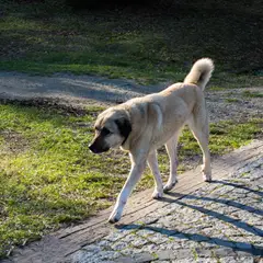 Berger d'Anatolie - Photo 7