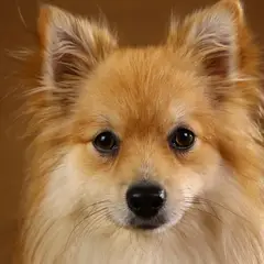 Duitse Spitz - Foto 9
