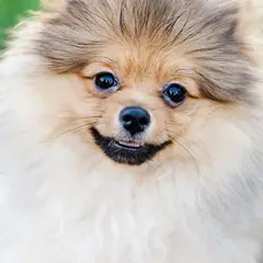 Duitse Spitz - Foto 10