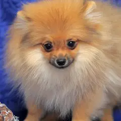Duitse Spitz - Foto 11