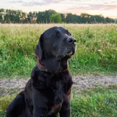 Labrador retriever - Fotografia 9